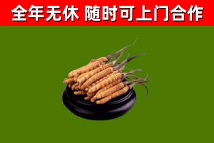 哈密回收冬虫夏草