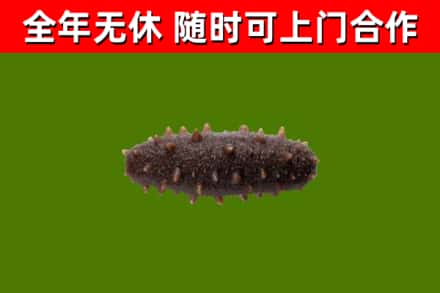 哈密回收海参干